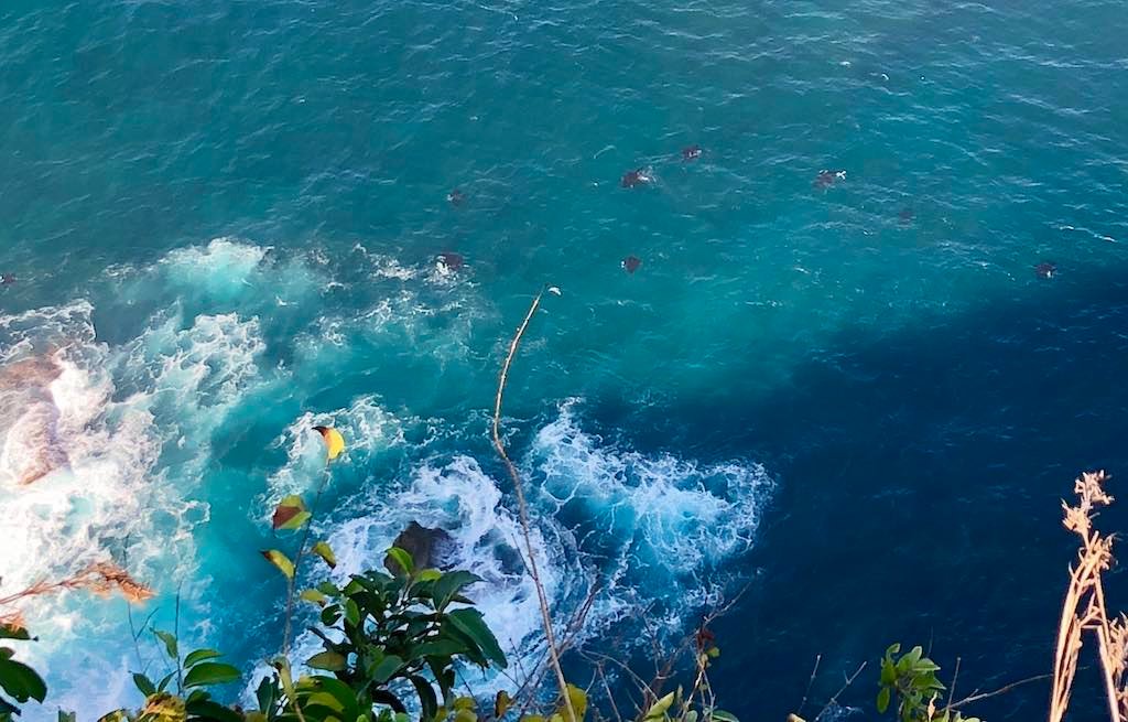 Manta Rays Nusa Penida