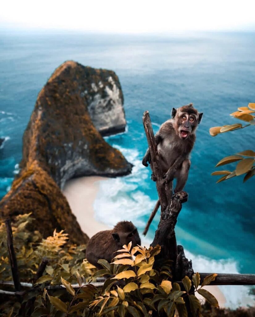 Kelingking Beach Monkey