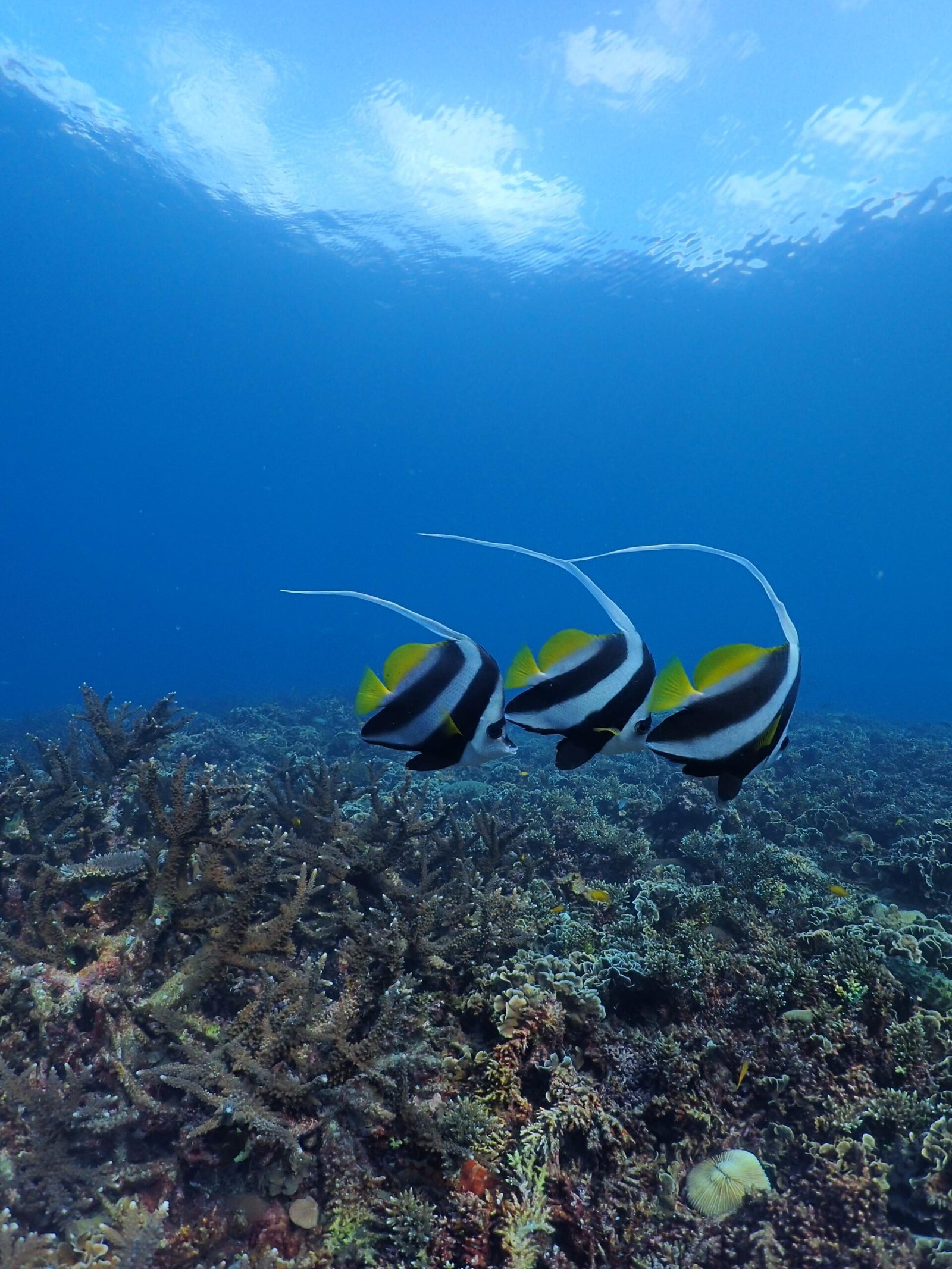 Bannerfish Trio