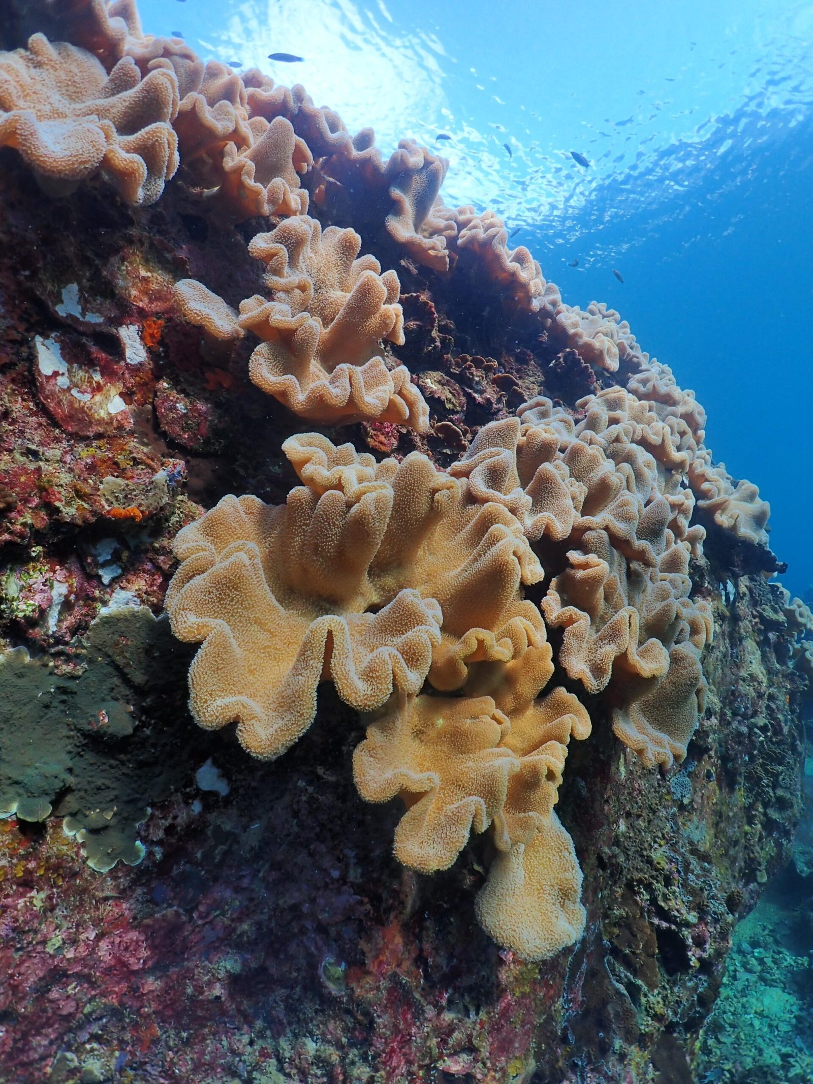 Coral