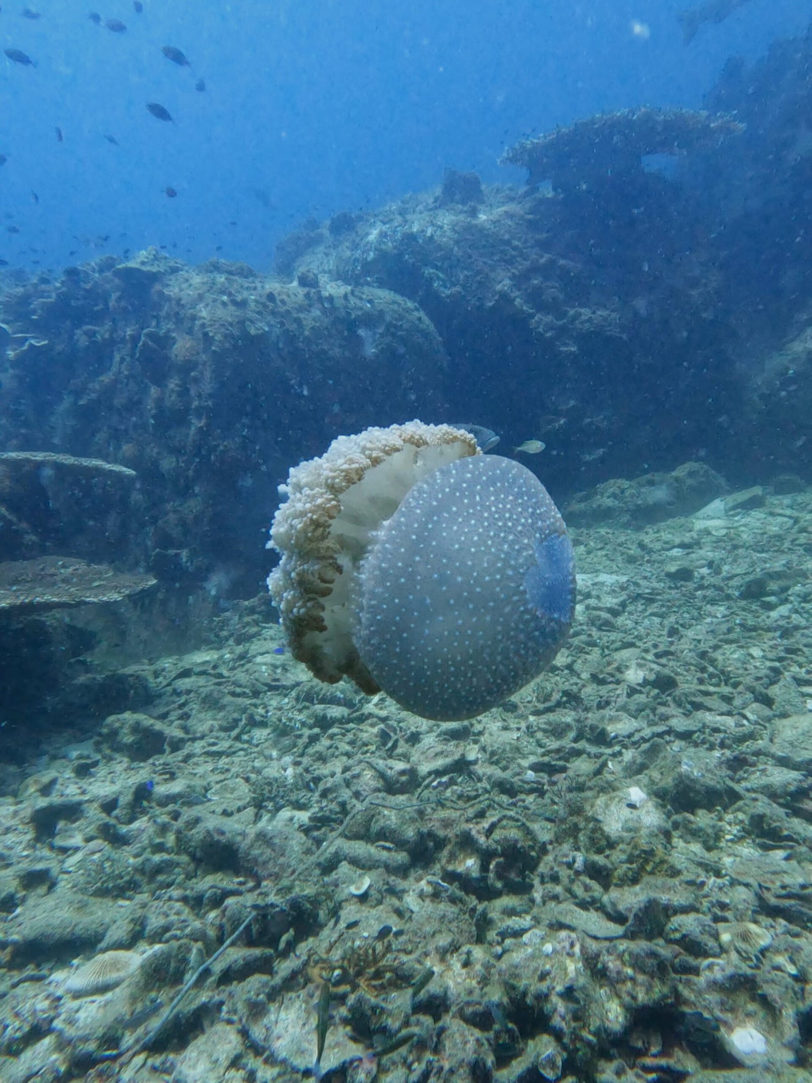Jellyfish