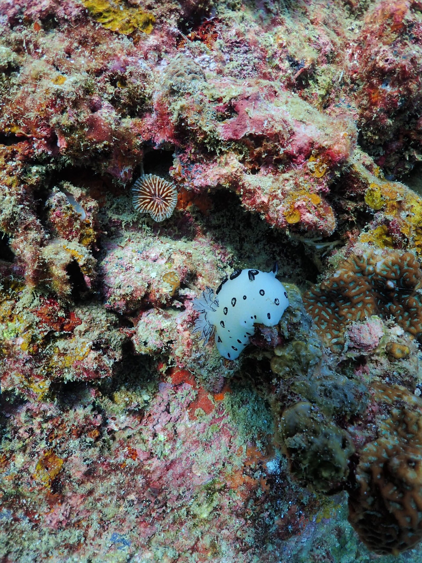 Oreo Nudibranch
