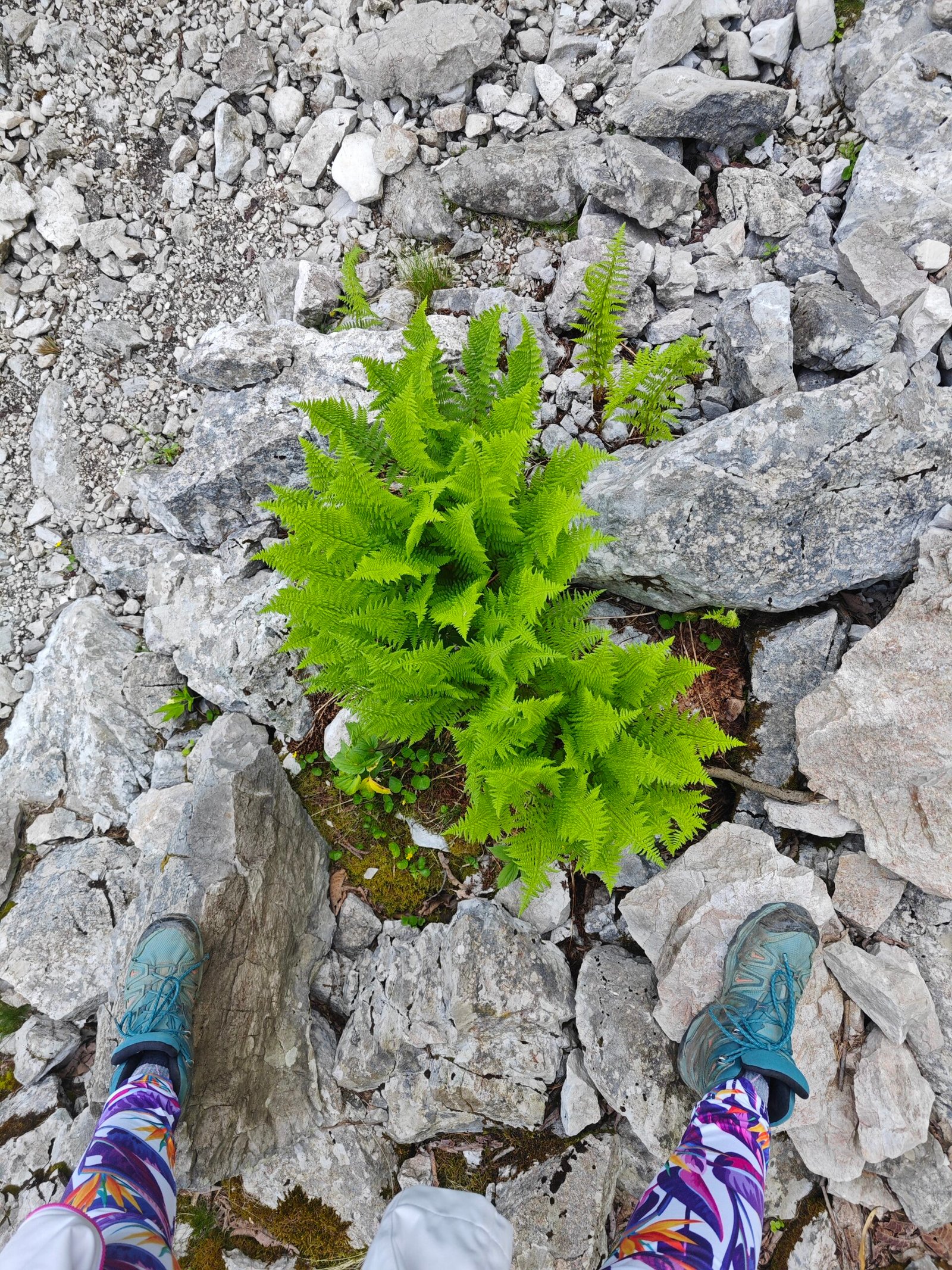 Young Ferns