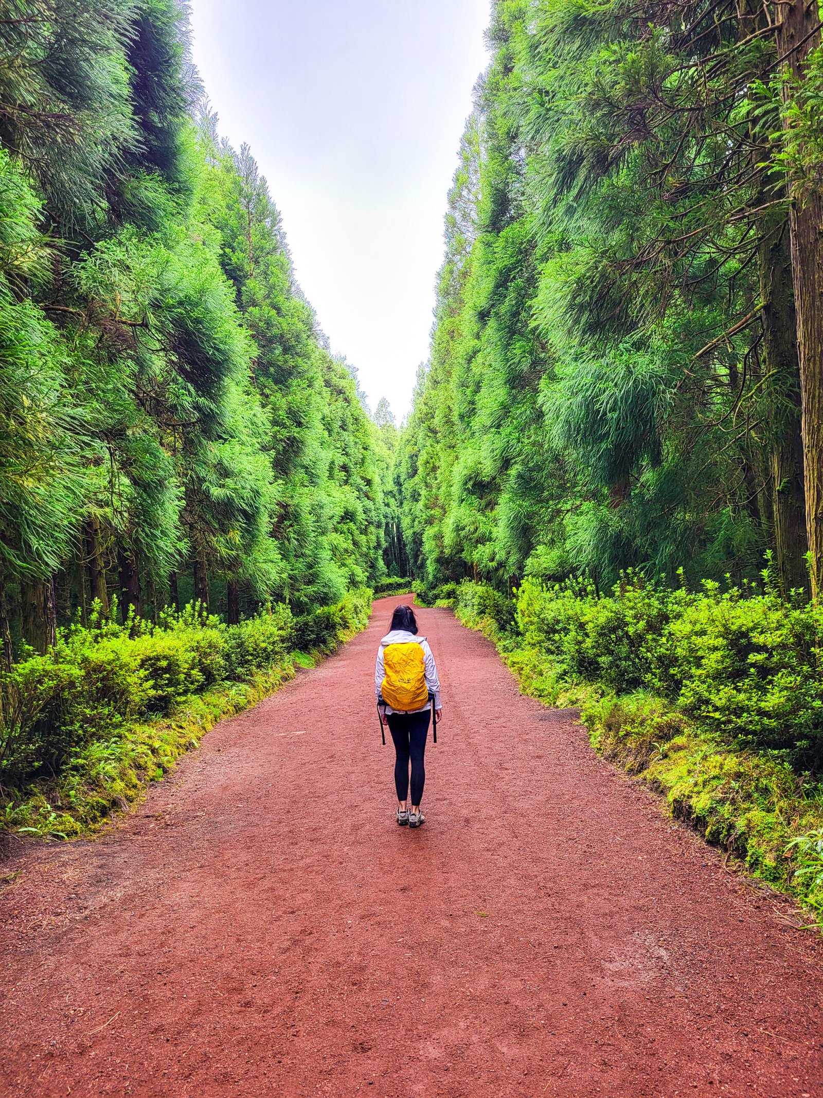 Azores Cedar Path