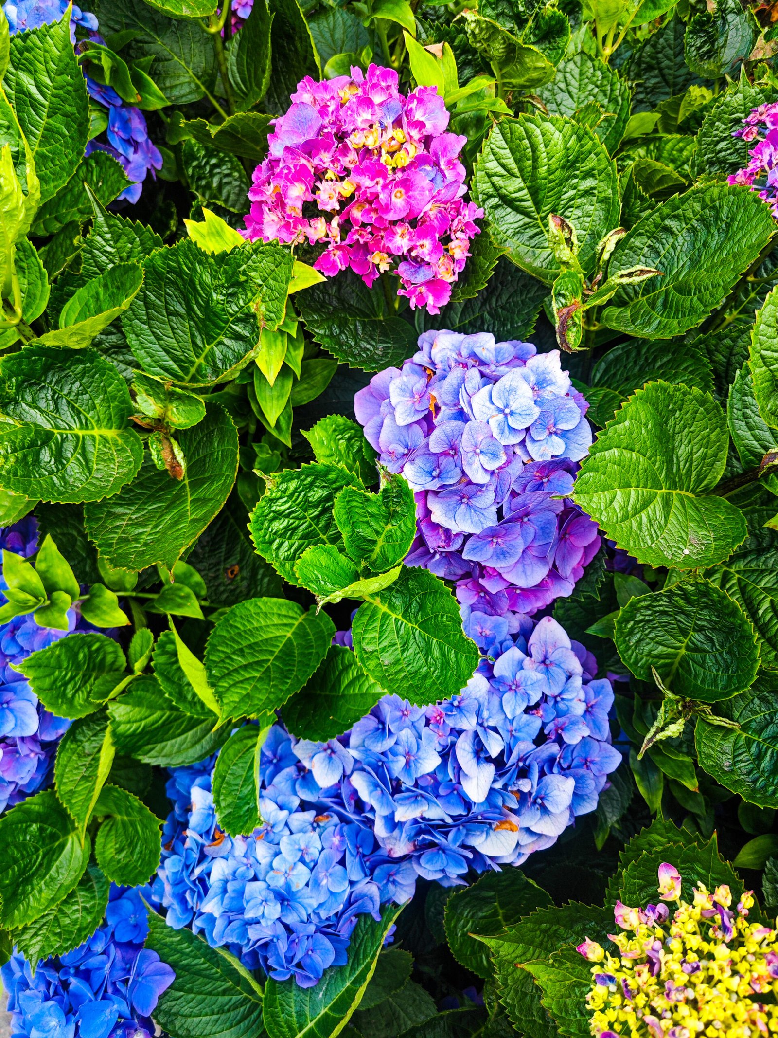 Azores Hydrangeas