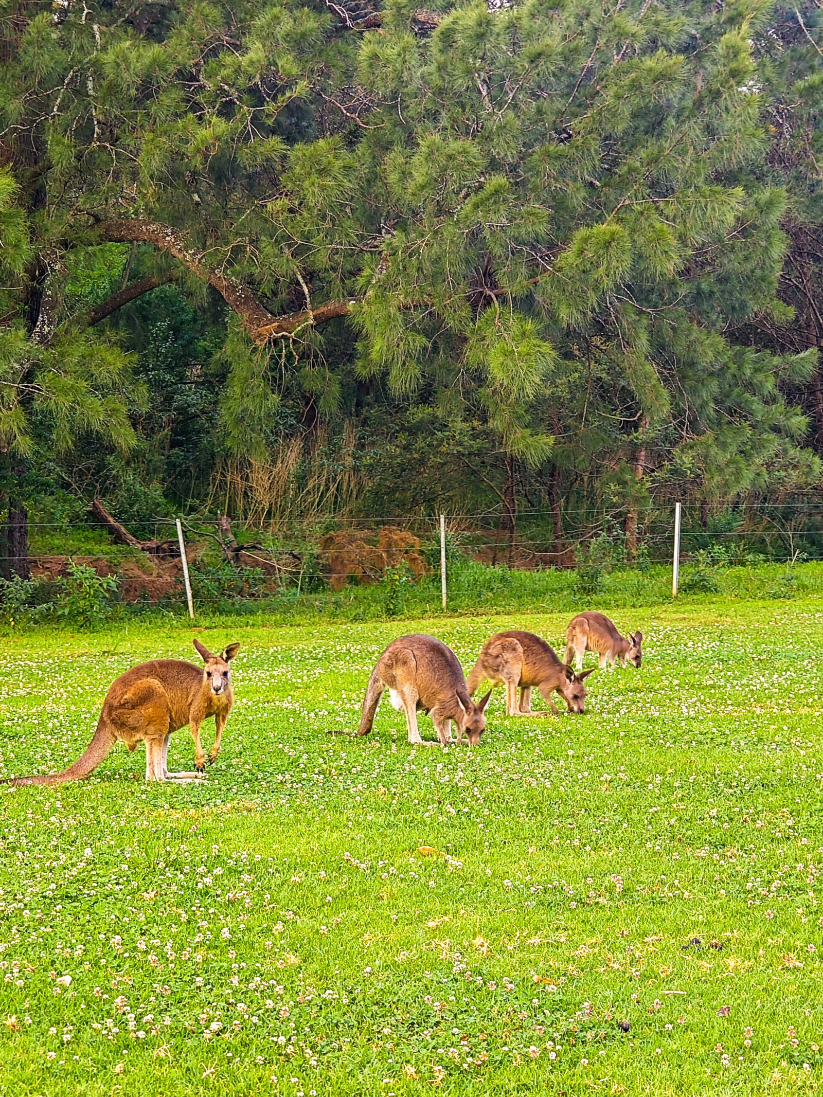 Kangaroos