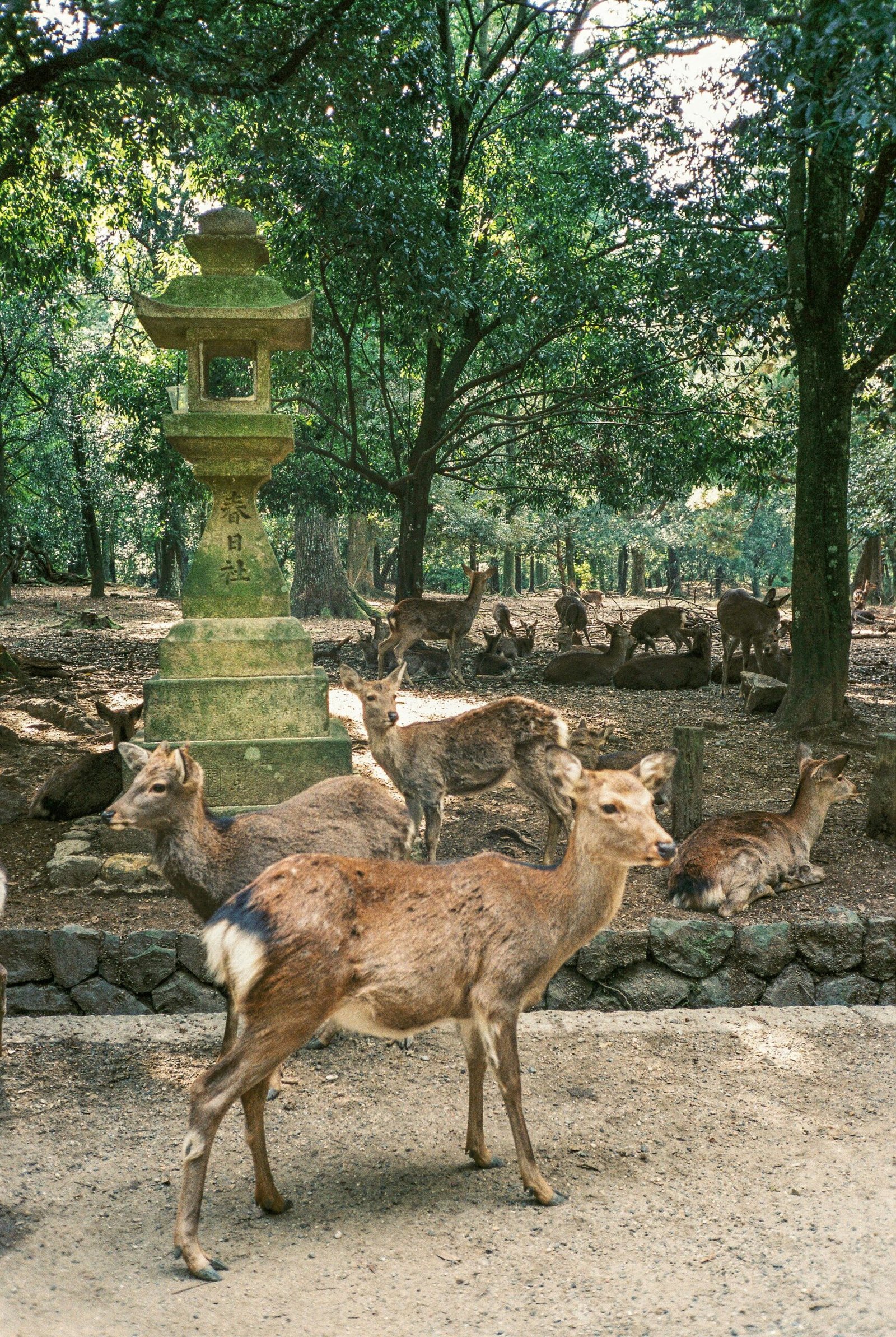 Nara Deer