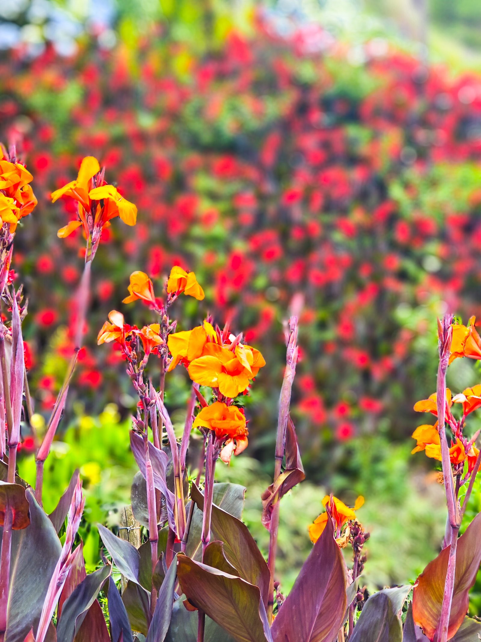 Azores Flower