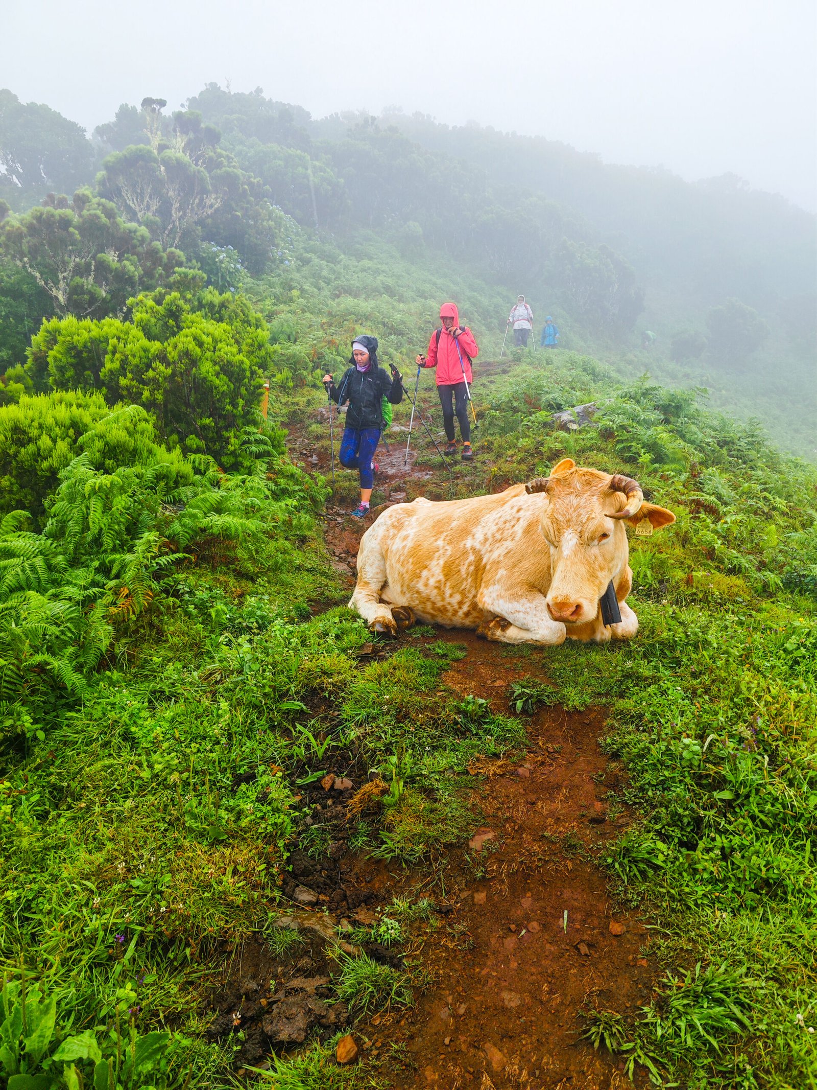 Azores Hike Obstacle