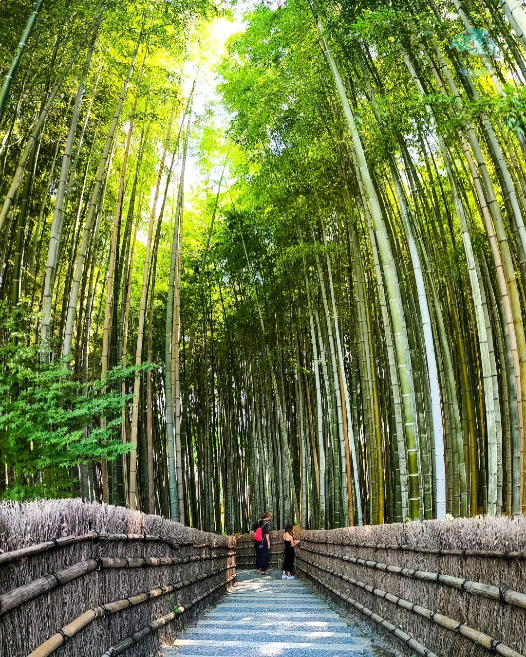 Arashiyama Forest