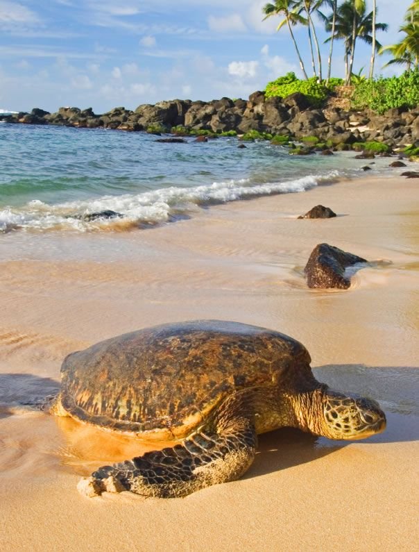 Hawaii Turtle