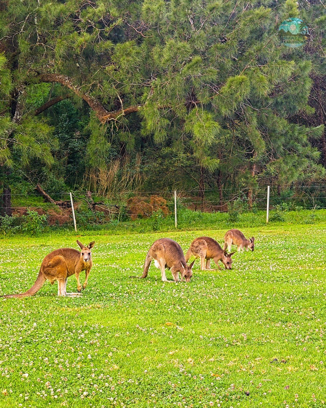 Kangaroos
