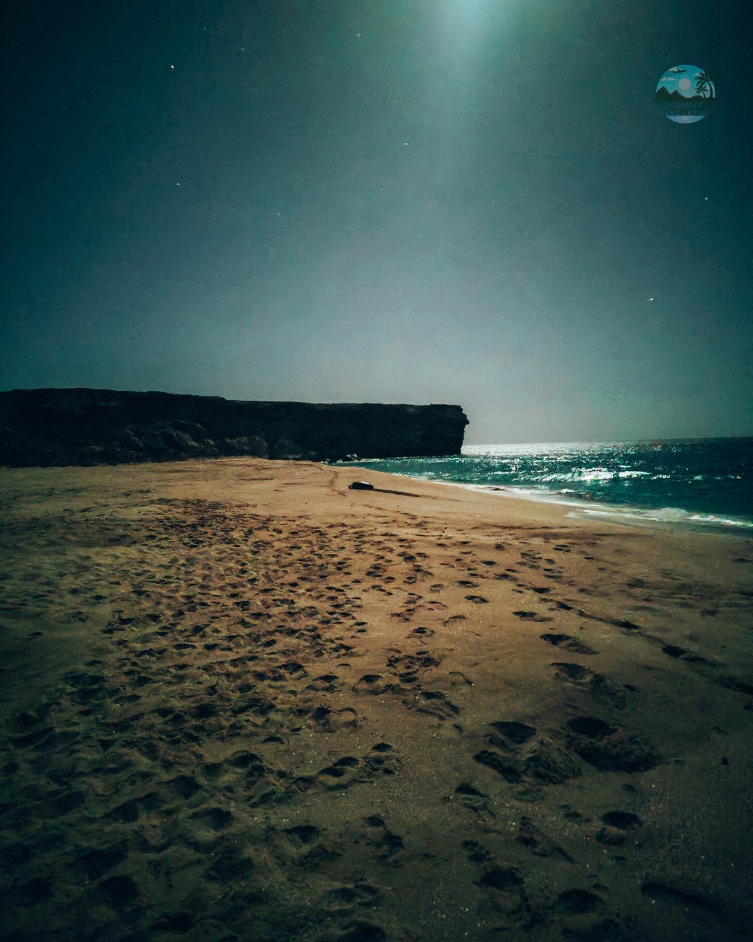 Oman Beach Turtle