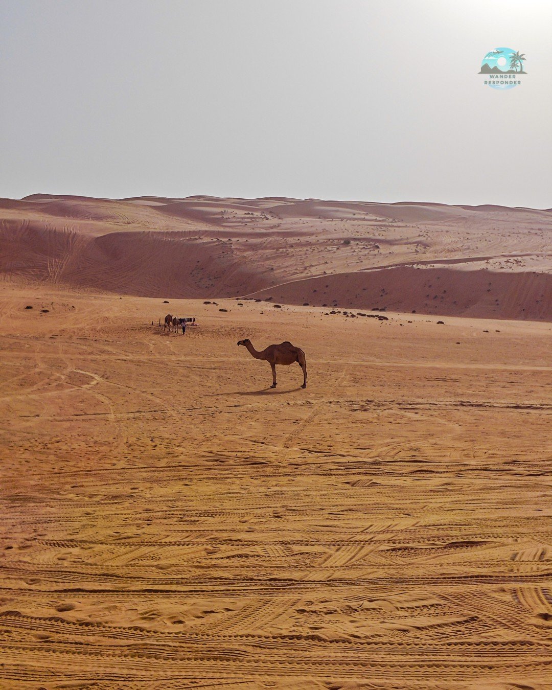 Oman Desert Camel