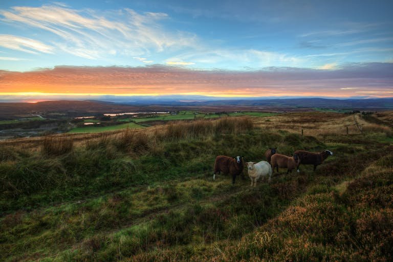 A picturesque sunset over the northern Ireland countryside with grazing sheep in a lush, rural landscape.