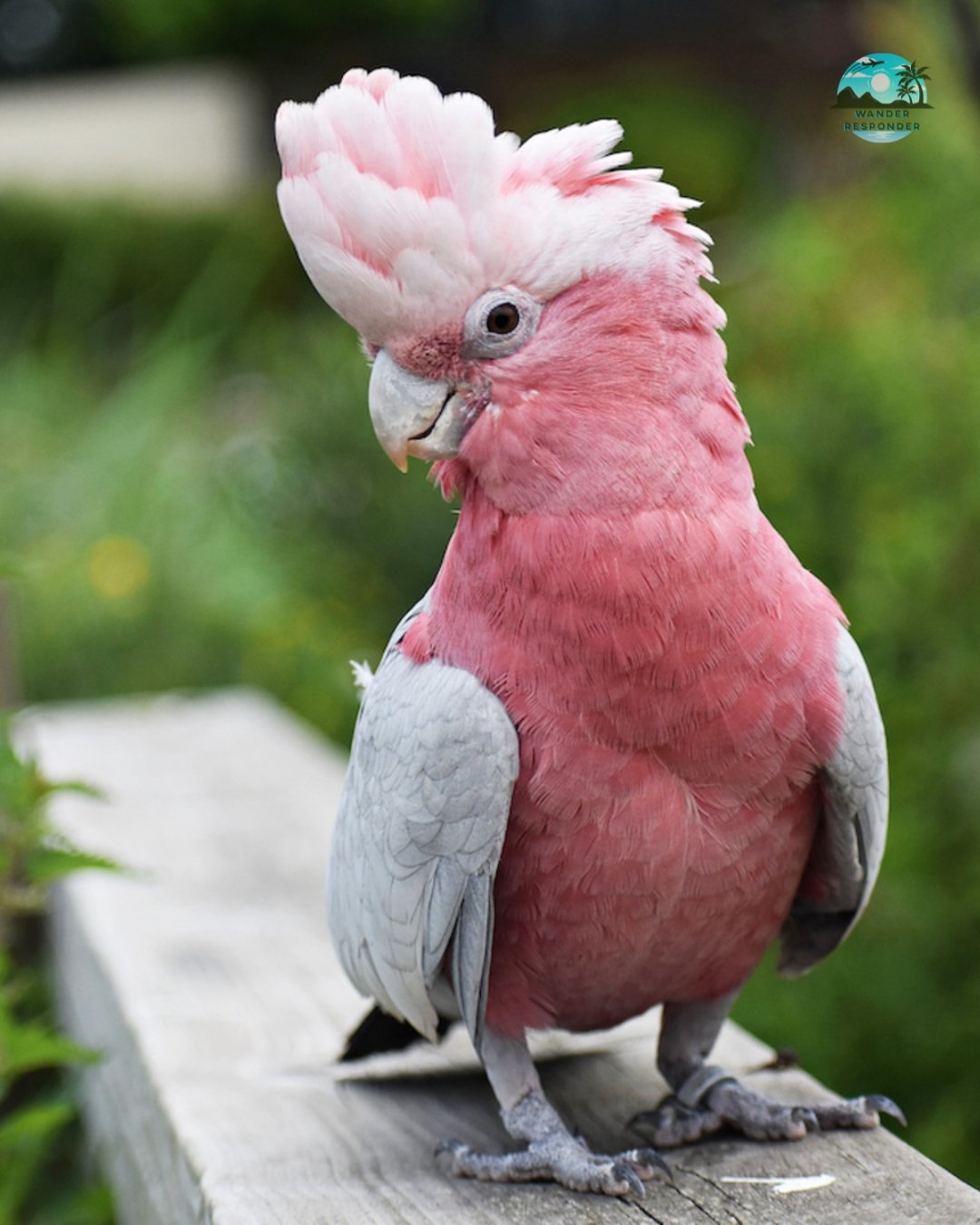Pink Cockatoo