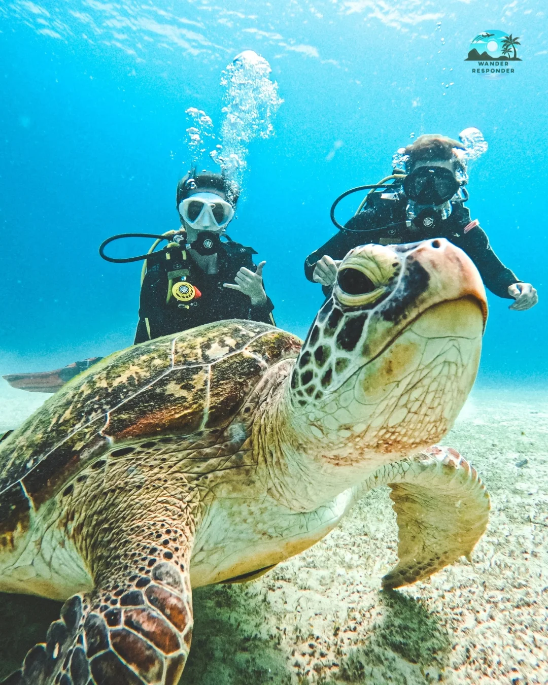 Couple Diving Turtle