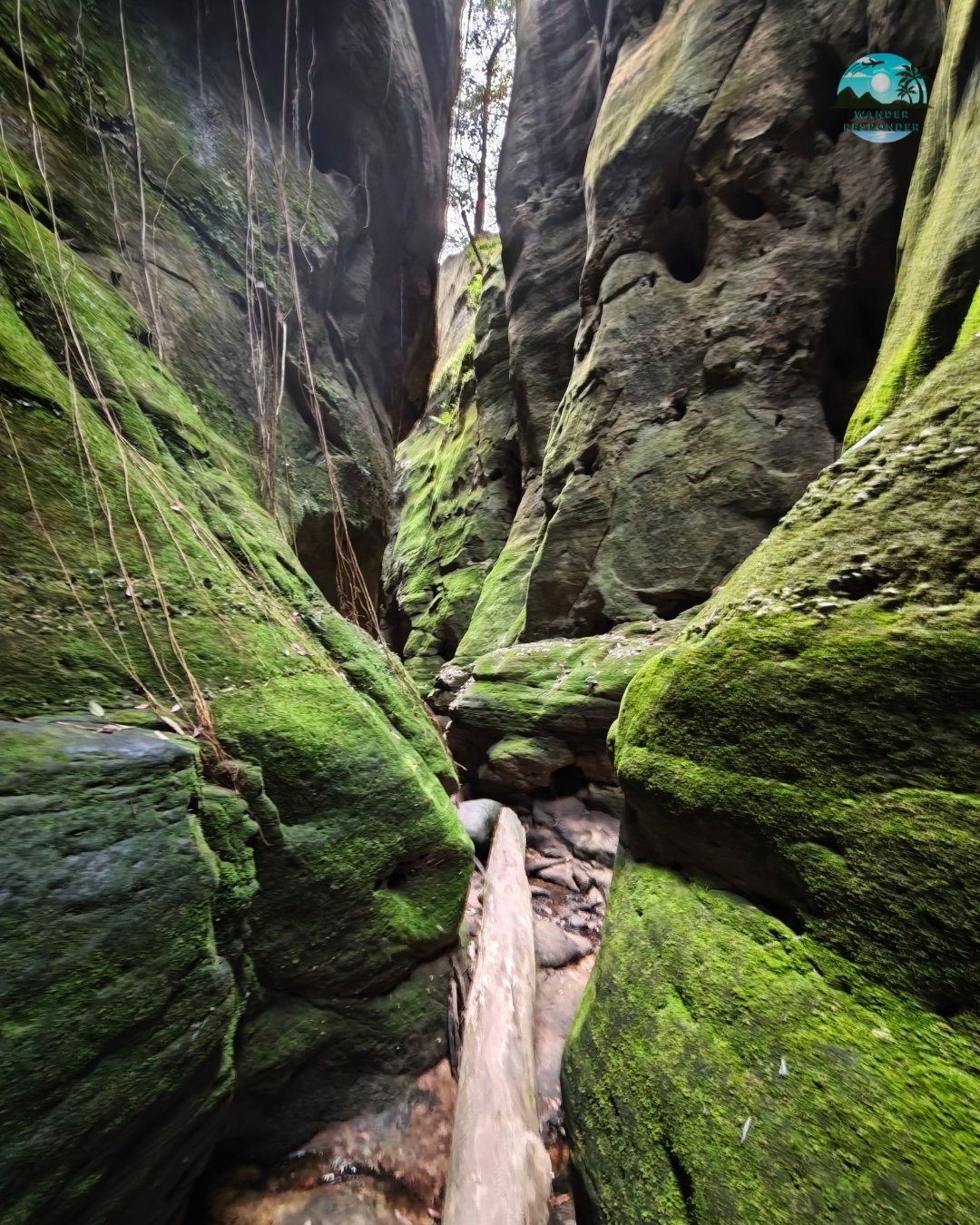 Carnarvnon Gorge