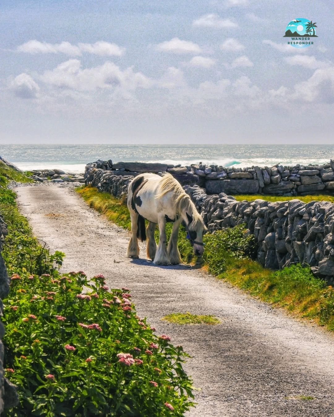 Aran Island Horse