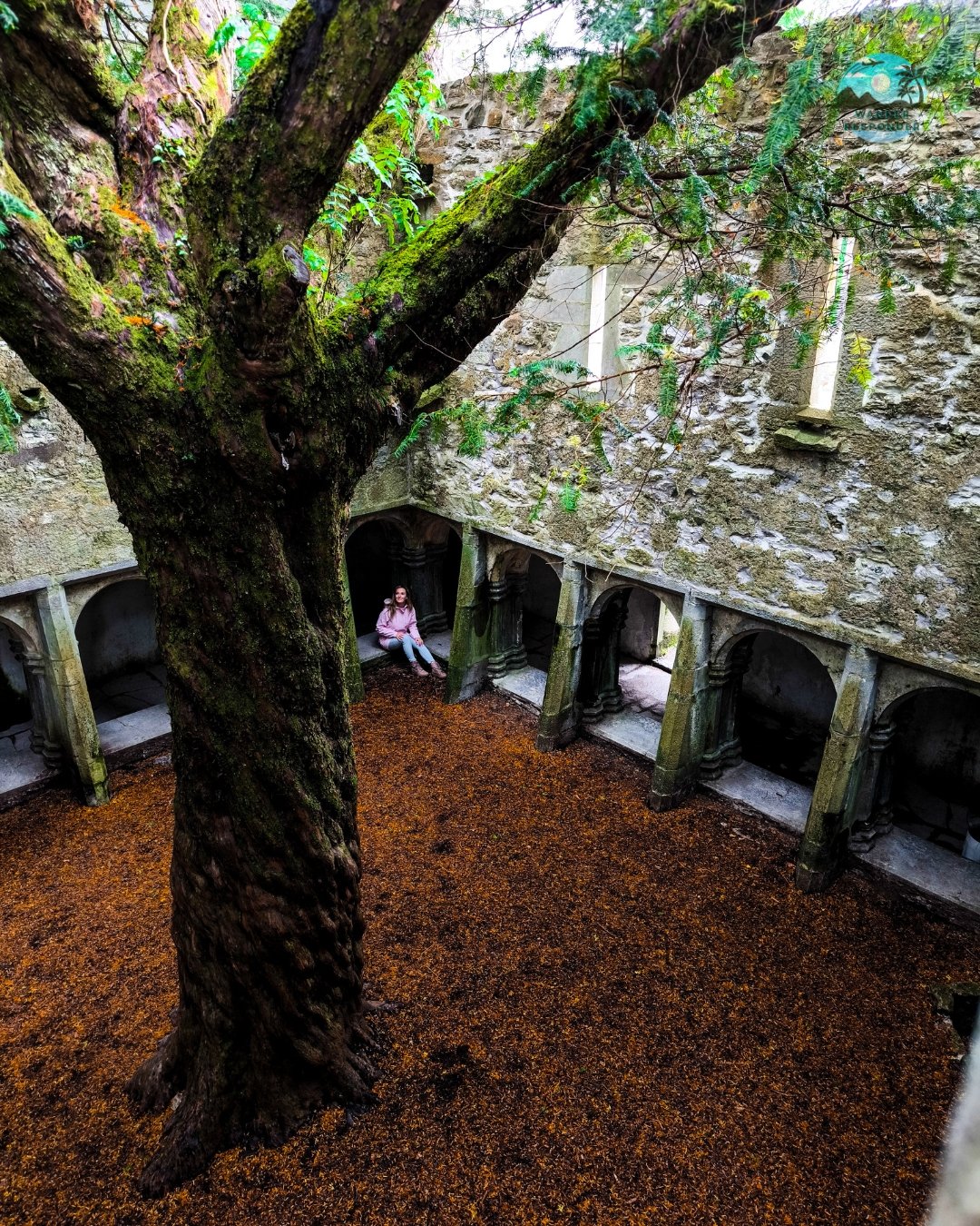 Muckross Abbey Tree
