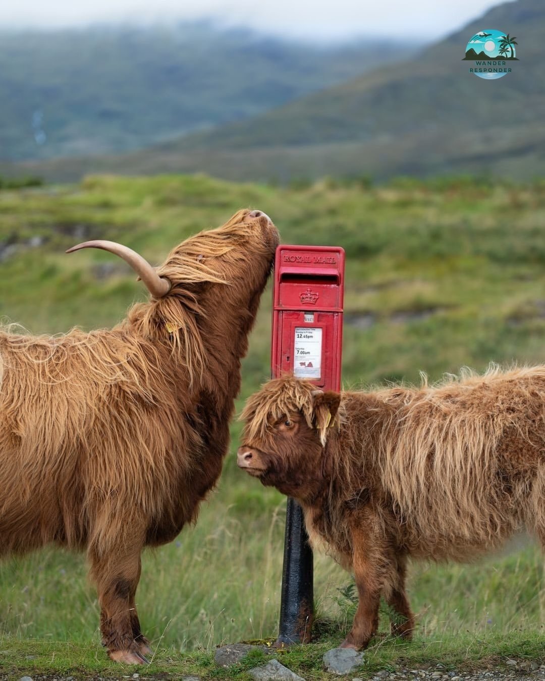 Highland Cows