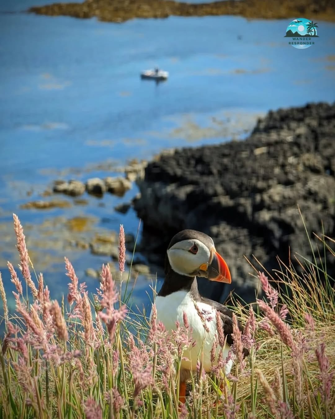 Puffin