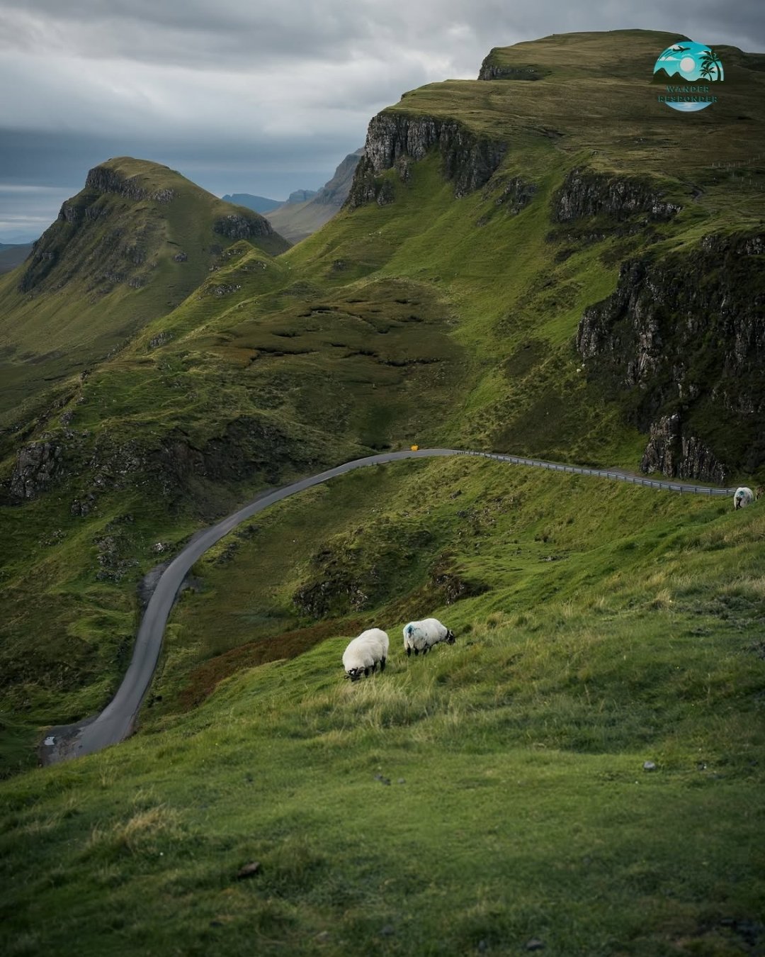 Sheep in Scotland