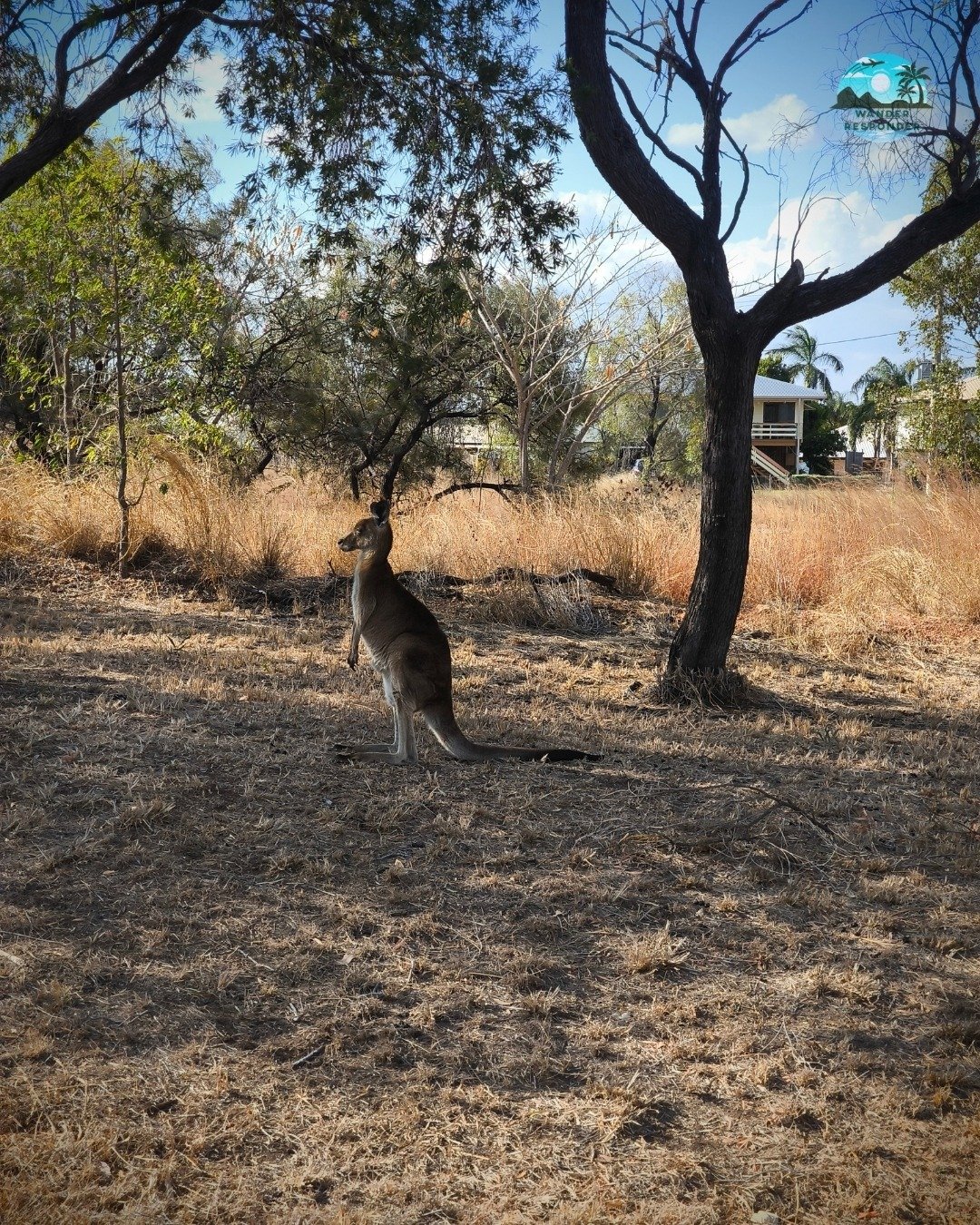 Casual Roo