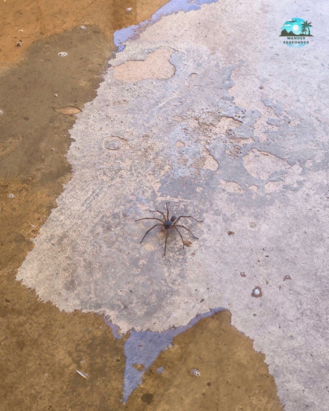 Local Resident