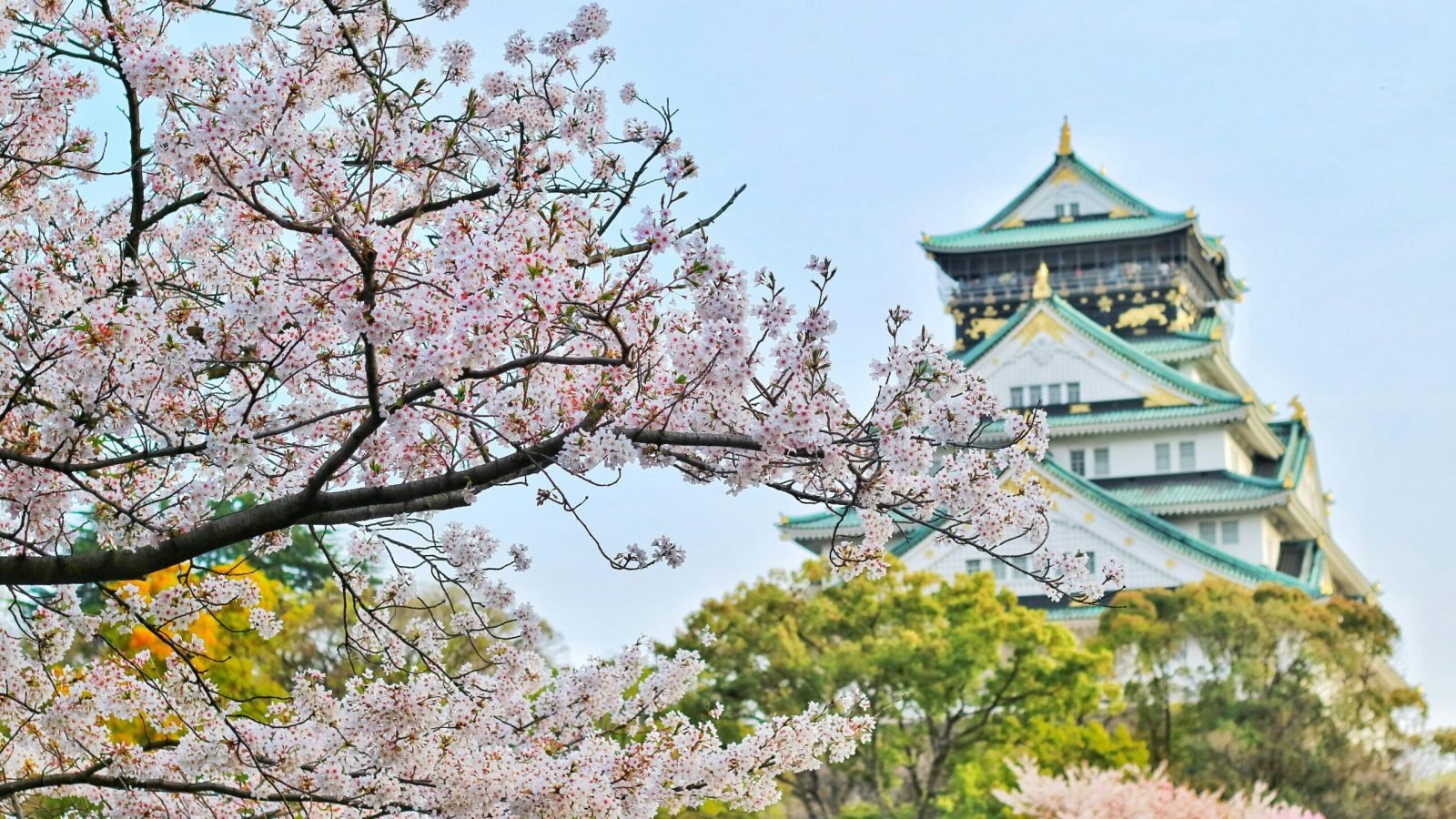 Capture of Osaka Castle surrounded by beautiful cherry blossoms during spring. A stunning blend of nature and architecture.